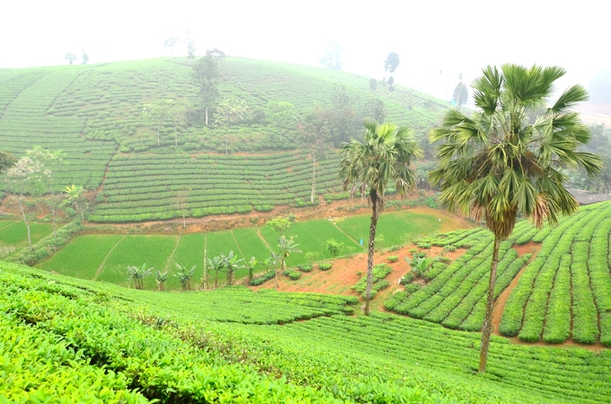 Long Coc tea hill, Phu Tho. Photo: Duong Dinh Tuong.