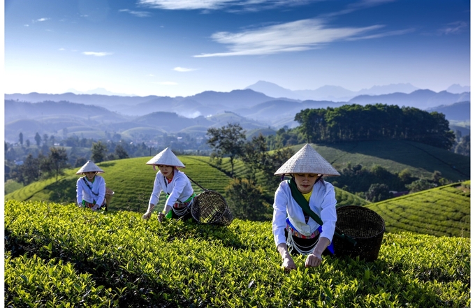 Thu hái chè ở Long Cốc. Ảnh: Tony Luận.