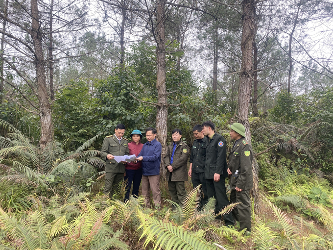 Yên Bái là một trong những địa phương được chọn thí điểm cấp mã số vùng trồng (MSVT) rừng. Ảnh: Thanh Tiến.