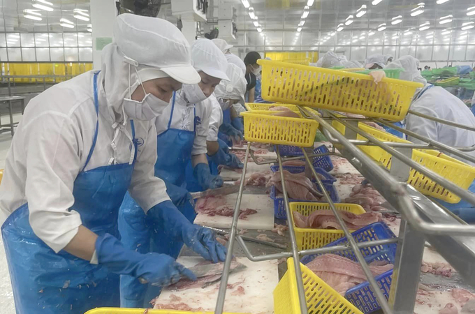 Processing fish at a factory in the Mekong Delta. Photo: Son Trang.