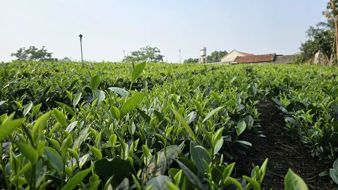 The Northern Mountainous Forestry and Agricultural Science Institute has selected a set of 16 new tea varieties along with sustainable cultivation techniques. Photo: Quynh Chi.