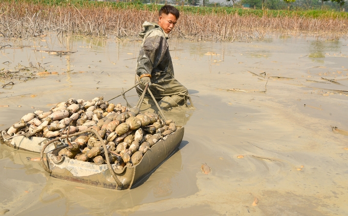 Kéo khay đựng củ sen vào bờ. Ảnh: Dương Đình Tường.