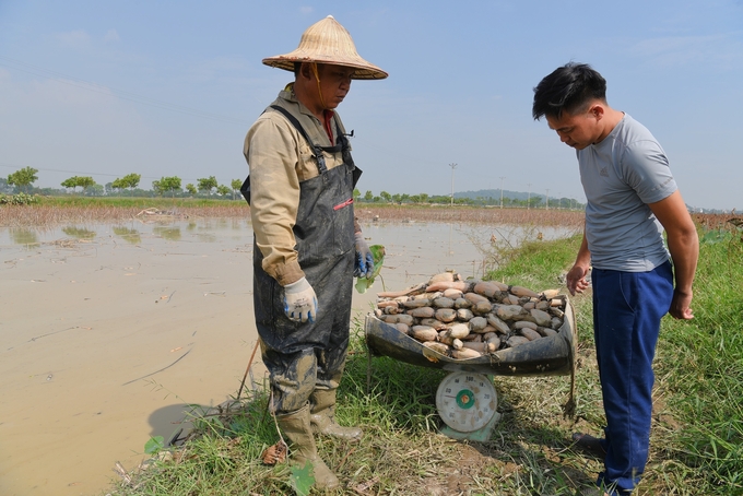 Giá bán củ sen hiện từ 30 - 40.000đ/kg loại 1; 20 - 25.000đ/kg loại 2. Ảnh: Dương Đình Tường.