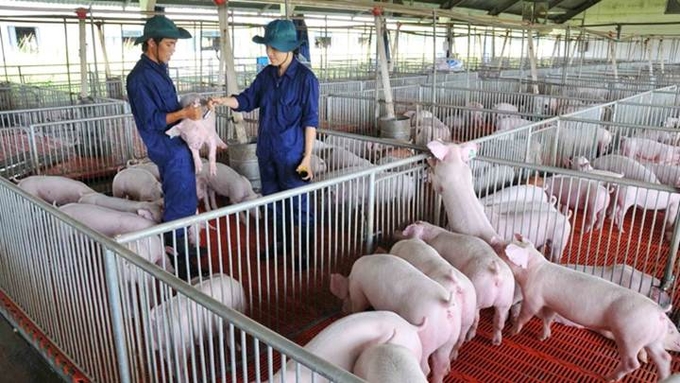 The latest live pig prices in the three regions on 11/05/2024