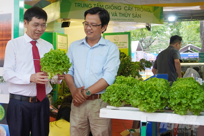 HTX Nông nghiệp Tuấn Ngọc tiên phong đưa xà lách thủy tinh (giống Hà Lan) về trồng thủy canh tại TP.HCM. Ảnh: Nguyễn Thủy.