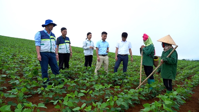 Tổ khuyến nông cộng đồng cần phát huy vai trò trung gian trong liên kết '4 nhà'. Ảnh: NNVN.