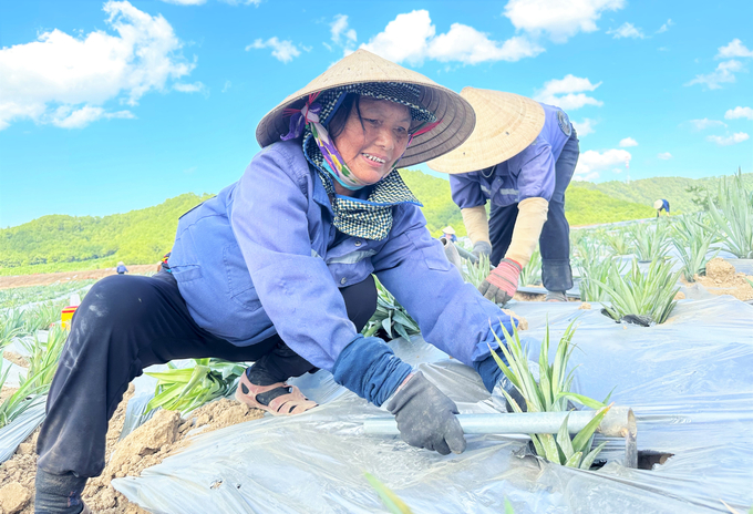 Tổ khuyến nông cộng đồng được kỳ vọng sẽ thúc đẩy các vùng nguyên liệu sản xuất hiệu quả, gia tăng lợi nhuận cho nông dân. Ảnh: Thanh Nga.