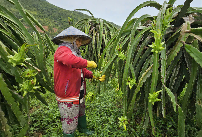 Ngành nông nghiệp Bình Thuận sẽ tổ chức lại sản xuất thanh long. Ảnh: KS.