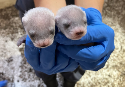 The 3-month old black-footed ferret kits that are the offspring of Antonia, a cloned black-footed ferret, mark the first time a cloned U.S. endangered species has produced offspring. Photo: The Smithsonian’s National Zoo and Conservation Biology Institute.