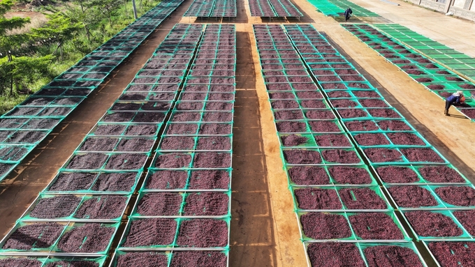 Deep-processed coffee is increasingly accepted by the global market. Photo: Tuan Anh.