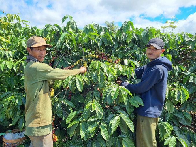 Gia Lai coffee holds high value in the international market. Photo: Tuan Anh.