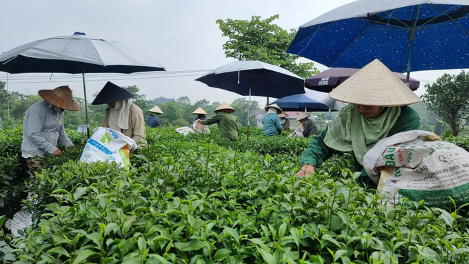 According to the Key Crop Development Project, by 2030, the nationwide tea planting area is expected to reach approximately 120.000 to 125.000 hectares, with a yield of 110 to 115 quintals per hectare. The production volume is projected to reach around 1.2 to 1.4 million tons of fresh tea leaves. Photo: Tung Dinh.