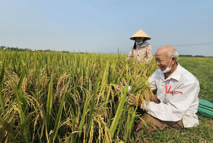 Mô hình liên kết sản xuất theo hướng hữu cơ của Tổng Công ty Sông Gianh với nông dân Quảng Bình cho lãi hơn 30 triệu đồng/ha/vụ. Ảnh: T. P.