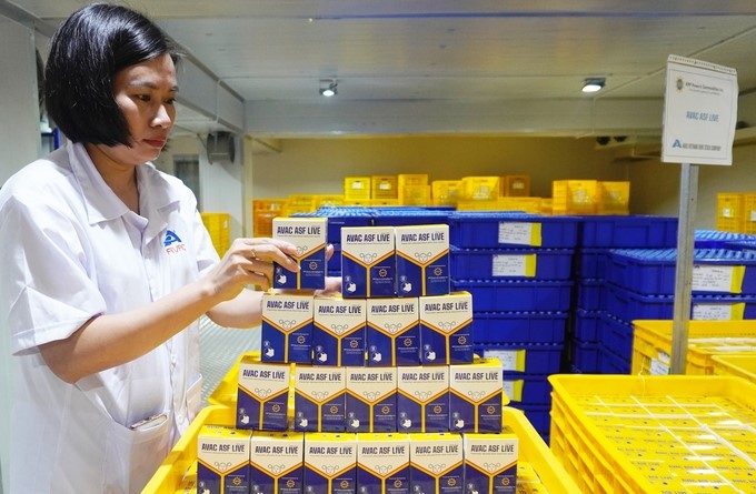 The AVAC ASF LIVE vaccine produced by AVAC has been licensed for commercial circulation since July 2023. Photo: Hong Tham.