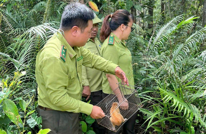 Ngành chức năng Bình Định thả động vật quý hiếm vào Khu bảo tồn thiên nhiên An Toàn. Ảnh: V.Đ.T.