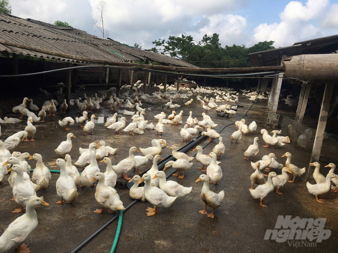 Đàn vịt nuôi trong mô hình khuyến nông đã qua giai đoạn tuổi nhỏ, chuyển sang tăng trọng nhanh. Ảnh: Hải Tiến.