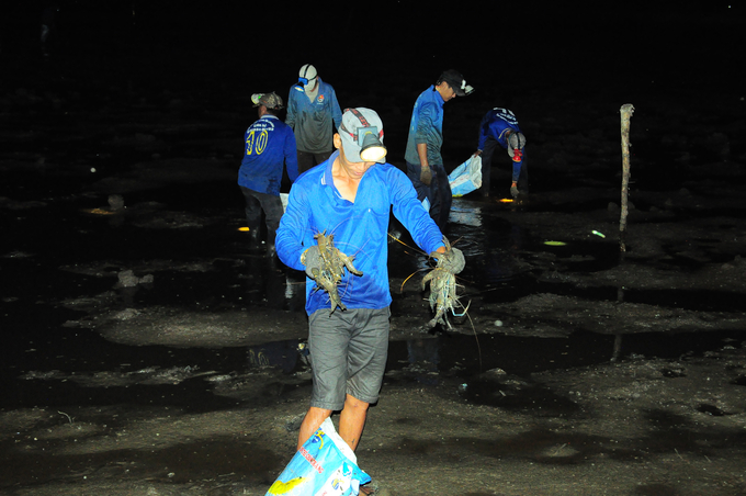 At the break of dawn, the people of Luong Nghia commune, Long My district, Hau Giang province, eagerly harvest blue-legged shrimp. Photo: Kim Anh.