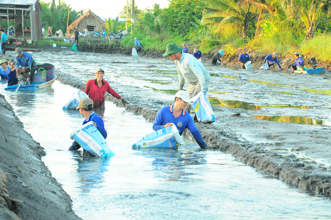 The rice-shrimp farming model was introduced in Luong Nghia commune in 2016 and began to see strong growth in 2023. Photo: Kieu Trang.