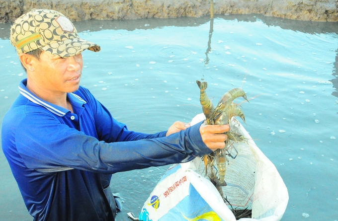 Compared to monoculture rice farming, the rice-shrimp model has significantly increased the income of local farmers. Photo: Kim Anh.