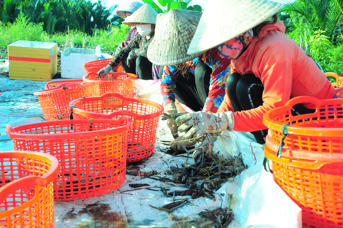 The rice-shrimp farming model has also helped create additional job opportunities for many local women. Photo: Kieu Trang.