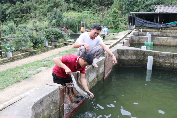 Sản xuất cá nước lạnh hiệu quả giúp người dân Lai Châu có cơ hội làm giàu ngay tại quê hương. Ảnh: H.Đ.