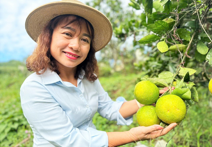 Giá bán cam hữu cơ giao động 35.000 - 40.000đ/kg tại vườn, cao gần gấp đôi so với sản xuất truyền thống. Ảnh: Thanh Nga.