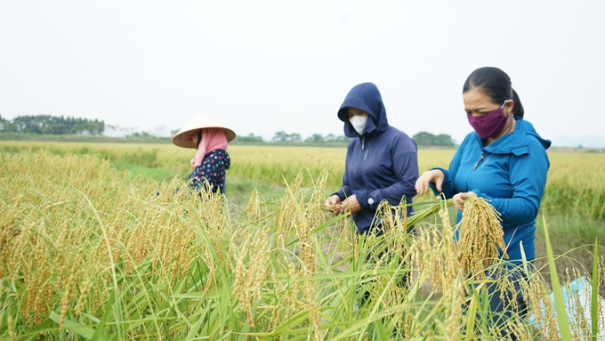 Diện tích lúa Nếp cái hoa vàng tại Đông Triều đạt trên 200ha. Ảnh: Cường Vũ.