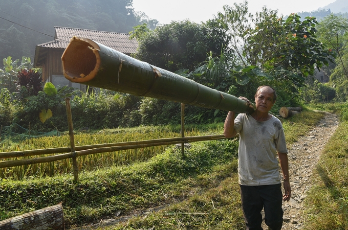 Một người dân xóm Cá đang vác cây bương đi bán. Ảnh: Dương Đình Tường.