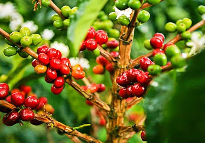 Latest domestic and global coffee prices on 11/06/2024