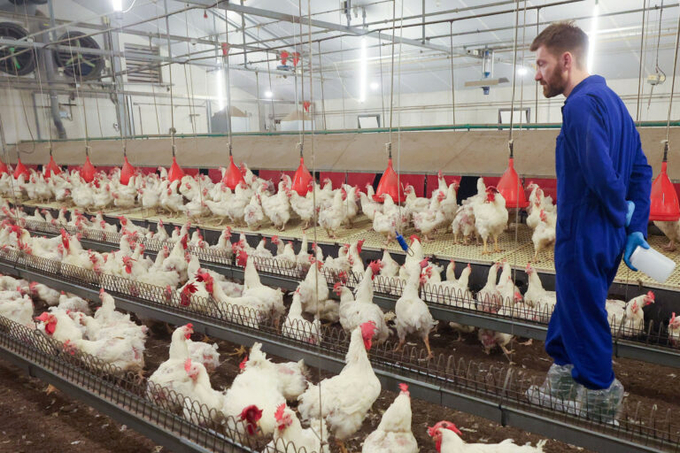 Urban workers, for example, might be drawn to poultry farm life for reasons that go beyond career stability. Photo: Bert Jansen.