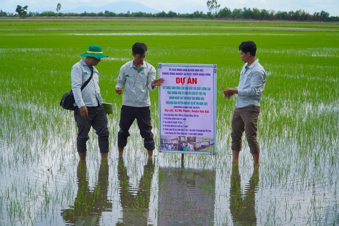 Các tổ khuyến nông cộng đồng vùng ĐBSCL đã triển khai nhiều hoạt động phục Đề án 1 triệu ha lúa chất lượng cao. Ảnh: Kim Anh.