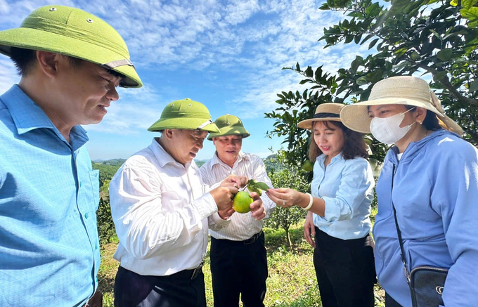 Mô hình nhân nuôi kiến vàng mang lại hiệu quả cao trong phòng chống sâu, nhện gây hại cho cây cam tại Hà Tĩnh. Ảnh: Thanh Nga.