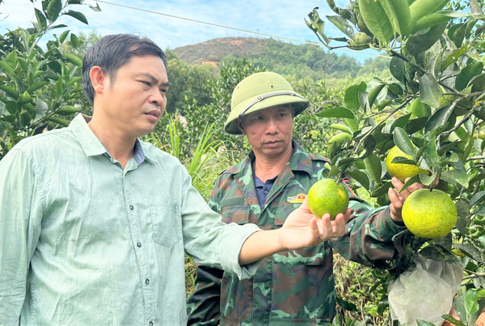 Chất lượng cam hữu cơ được nâng lên rõ rệt nhờ nhân nuôi kiến vàng bảo vệ vườn cam. Ảnh: Thanh Nga.