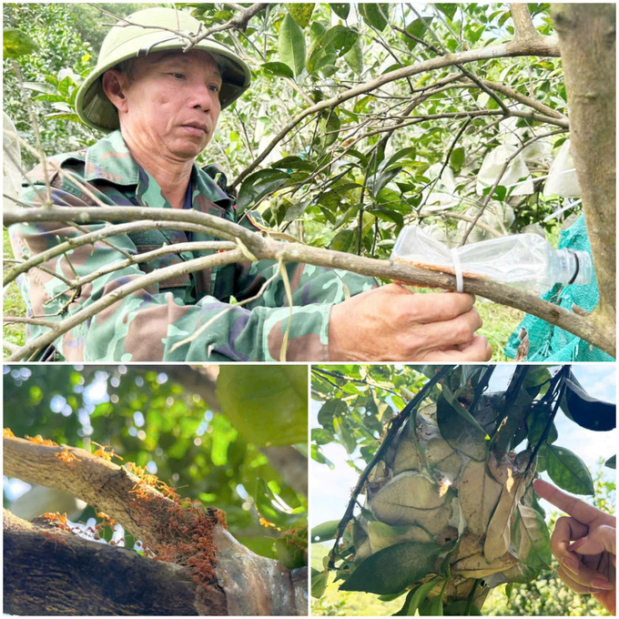 Hộ ông Đinh Lâm Hậu (xã Ân Phú, huyện Vũ Quang) áp dụng quy trình sản xuất hữu cơ kết hợp nuôi 'vệ sỹ' kiến vàng bảo vệ vườn cam. Ảnh: Thanh Nga.