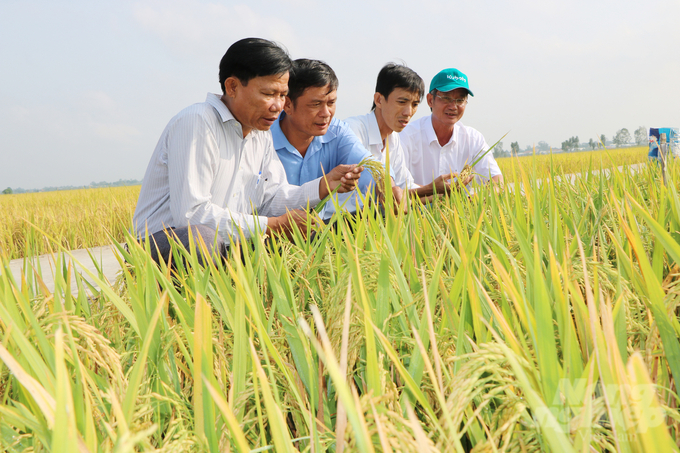 Bản tin Thời tiết nông vụ đã giúp nông dân chủ động phòng, tránh được nhiều rủi ro trong sản xuất nông nghiệp. Ảnh: Lê Hoàng Vũ.