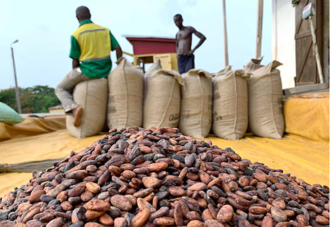 Cocoa beans are pictured next to a warehouse at the village of Atroni, near Sunyani, Ghana April 11, 2019. 