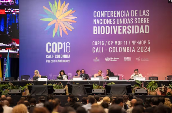 Delegates assemble for the negotiations at Cop16​. 