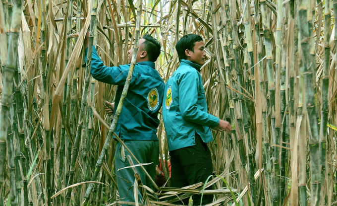 Lasuco has thousands of hectares of sugarcane in Thanh Hoa province. Photo: Lasuco.