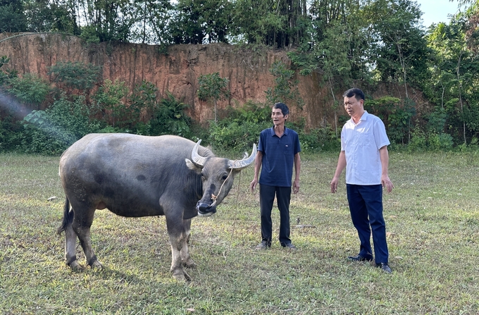 Trâu sinh sản sau một năm được ông Nguyễn Văn Hà nuôi dưỡng. Ảnh: Quang Linh.