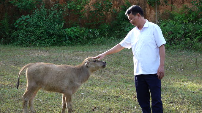 Nghé con lanh lợi, khỏe mạnh sau sinh từ trâu dự án. Ảnh: Quang Linh.