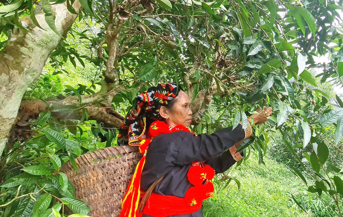 The tea plant has been closely associated with many generations of the Vietnamese people. Photo: Tung Dinh.