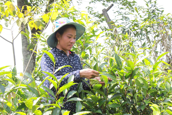 People harvesting tea in Northern Vietnam. Photo: Hoang Anh.