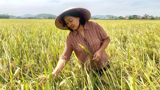 Nữ kỹ sư Trần Thị Hồng kiểm tra các giống lúa đang được trồng tại Công ty Cổ phần Giống cây trồng Quảng Ninh. Ảnh: Nguyễn Thành.