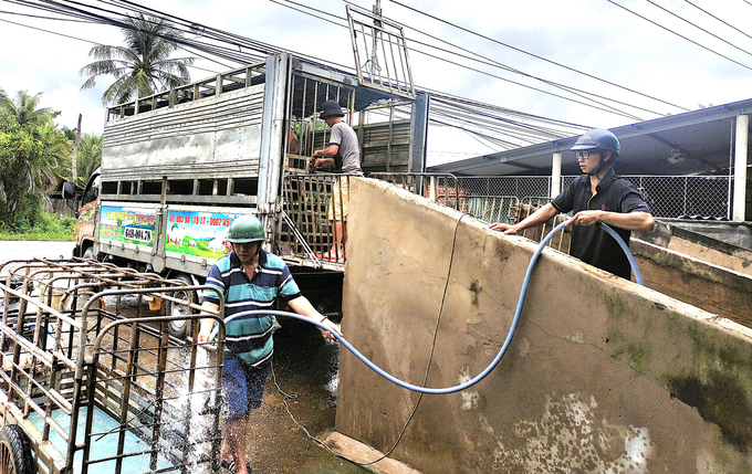 Các thương lái thu mua lợn tập kết tại điểm trung chuyển của ông Phan Minh Trí tại xã Ngãi Đăng, huyện Mỏ Cày Nam. Ảnh: Minh Đảm.