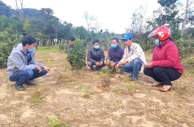 Người dân xã An Toàn được cán bộ kỹ thuật hướng dẫn quy trình trồng, chăm sóc cây chè dây. Ảnh: V.Đ.T.