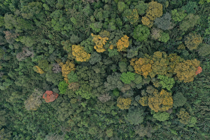 Between 2021 and 2030, Vietnam could generate approximately 40-70 million forest carbon credits for trade on the global carbon market. Photo: Ngoc Diep.