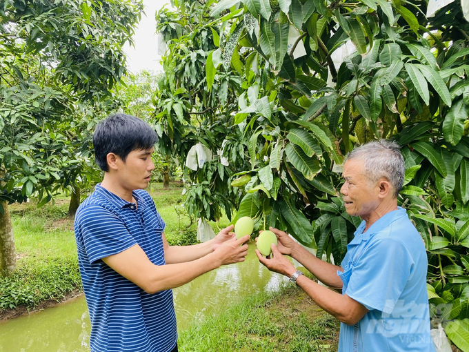 Trồng xoài đạt tiêu chuẩn VietGAP ở TP Cao Lãnh. Ảnh: Lê Hoàng Vũ.