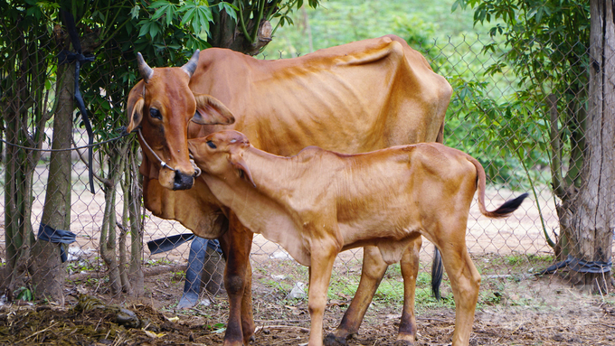 Từ nhiều năm nay, Tây Ninh không ghi nhận bệnh viêm da nổi cục trên đàn trâu bò. Ảnh: Lê Bình.