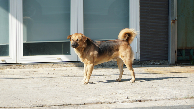 Dong Nai province is in an alarming situation due to having many records of rabies cases. Photo: Le Binh.