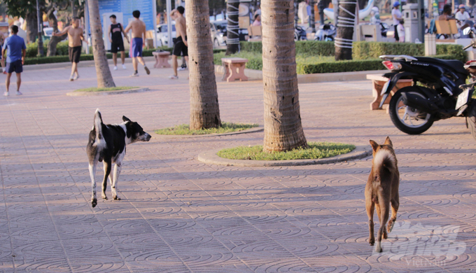 Dogs are allowed to roam freely on the streets and in parks in Dong Nai, increasing the risk of disease spreading. Photo: Le Binh.